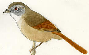 Rufous-tailed Babbler