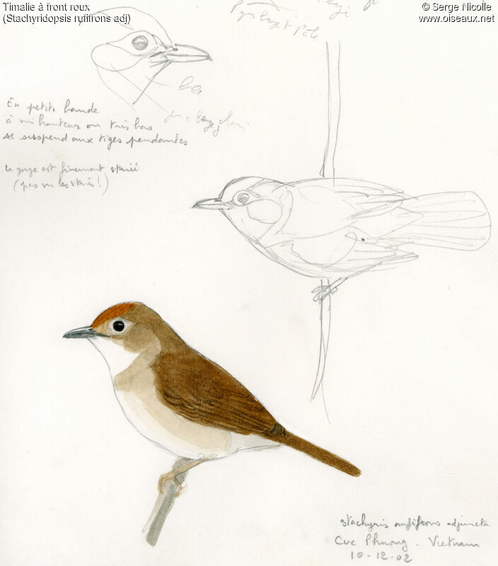 Rufous-fronted Babbler, identification