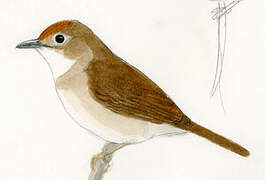 Rufous-fronted Babbler