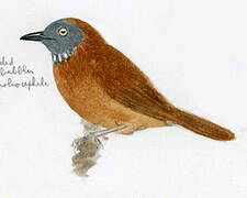 Grey-headed Babbler