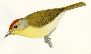 Rufous-capped Babbler