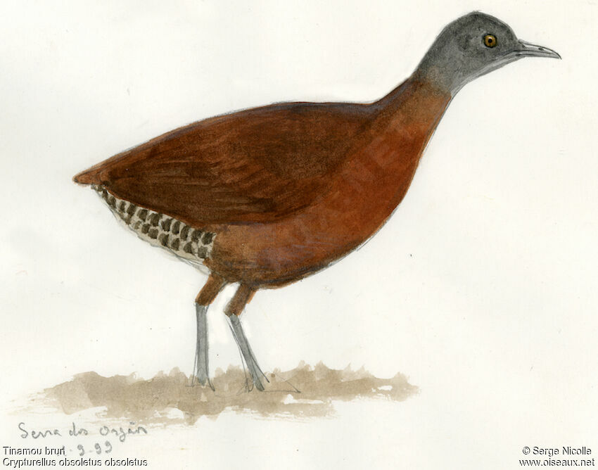 Tinamou brun, identification