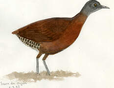 Brown Tinamou