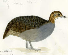 Solitary Tinamou