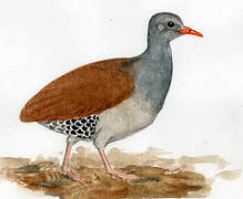 Tataupa Tinamou