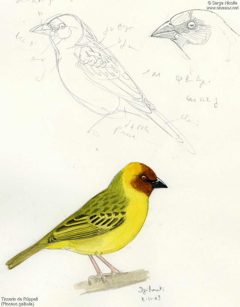 Rüppell's Weaver, identification