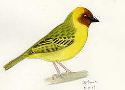 Rüppell's Weaver