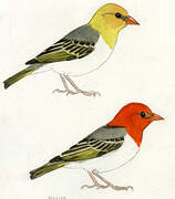 Red-headed Weaver