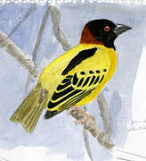 Village Weaver