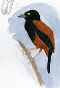 Vieillot's Black Weaver