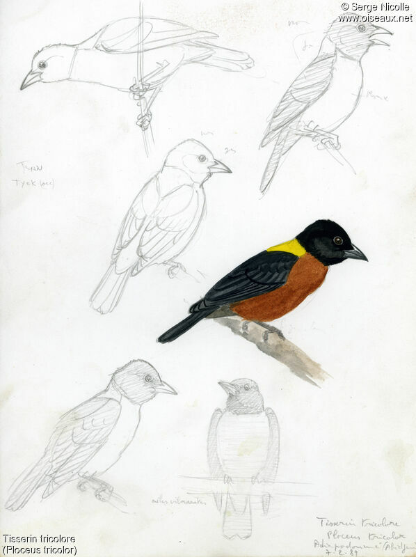 Yellow-mantled Weaver, identification