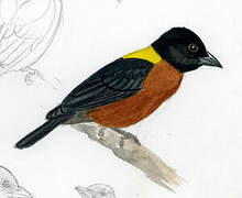 Yellow-mantled Weaver