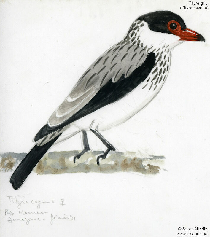 Black-tailed Tityra female, identification
