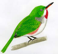 Narrow-billed Tody