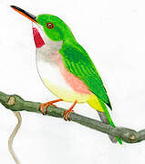 Broad-billed Tody