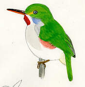 Cuban Tody