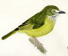 Stripe-necked Tody-Tyrant