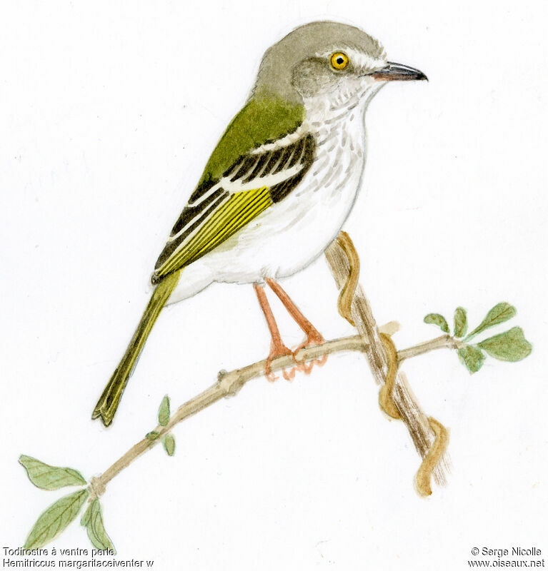 Pearly-vented Tody-Tyrant, identification
