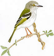 Pearly-vented Tody-Tyrant