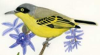 Common Tody-Flycatcher