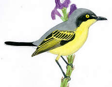 Common Tody-Flycatcher