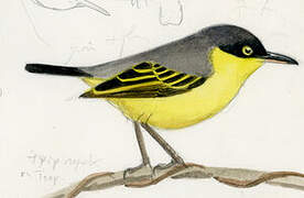 Common Tody-Flycatcher