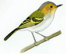 Ochre-faced Tody-Flycatcher