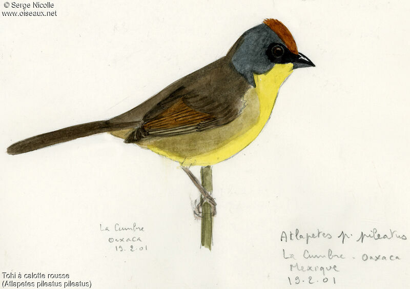 Rufous-capped Brushfinch, identification