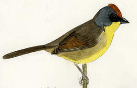 Rufous-capped Brushfinch