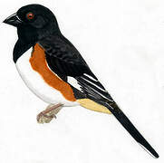 Eastern Towhee