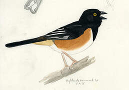 Eastern Towhee