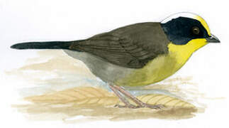 Pale-naped Brushfinch