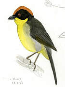 Bolivian Brushfinch