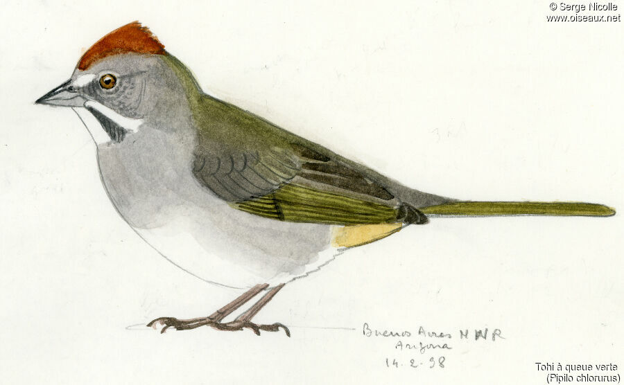 Green-tailed Towhee, identification