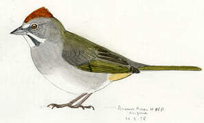 Green-tailed Towhee