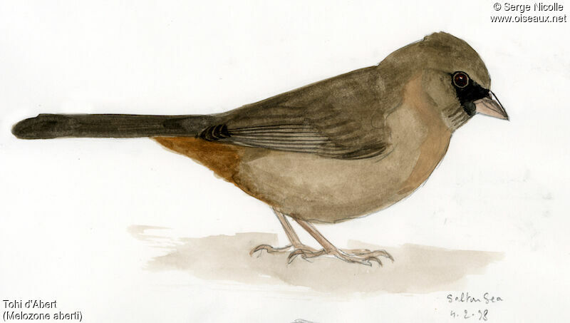 Abert's Towhee, identification