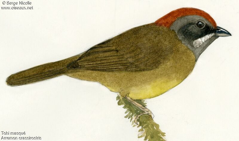 Sooty-faced Finch, identification