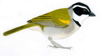 Pectoral Sparrow