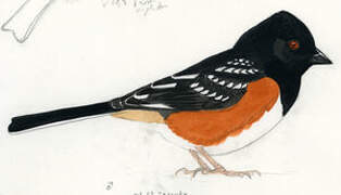 Spotted Towhee