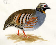 Rufous-throated Partridge