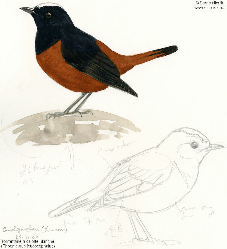 White-capped Redstart, identification