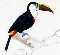 White-throated Toucan