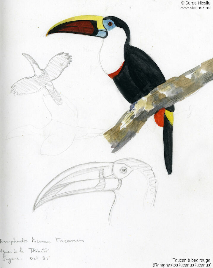 White-throated Toucan, identification