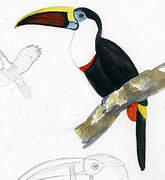 White-throated Toucan