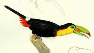 Toucan à carène