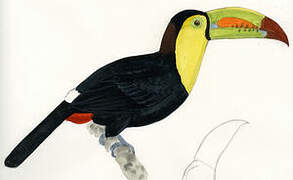 Toucan à carène