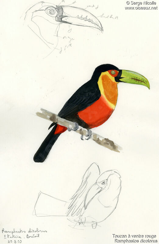 Red-breasted Toucan, identification