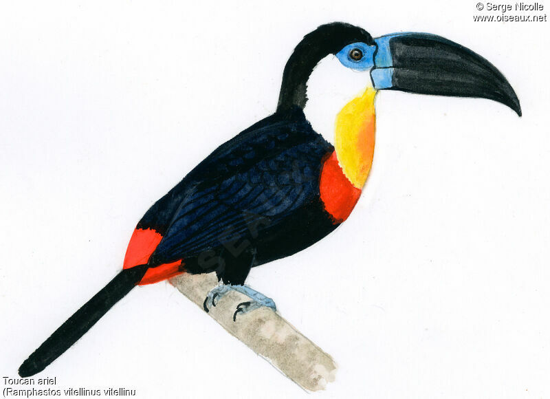 Toucan ariel, identification