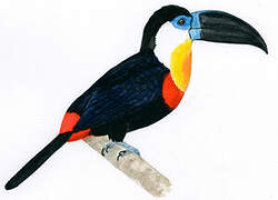 Channel-billed Toucan (ariel)