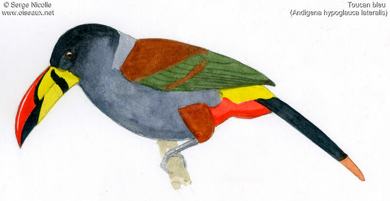 Toucan bleu, identification